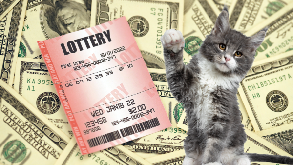 gato-loteria-600x338.png