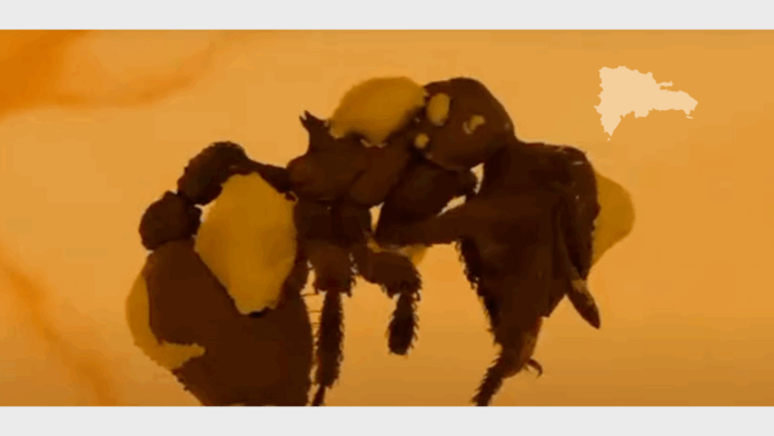 hormiga-descubierta-en-rd.png