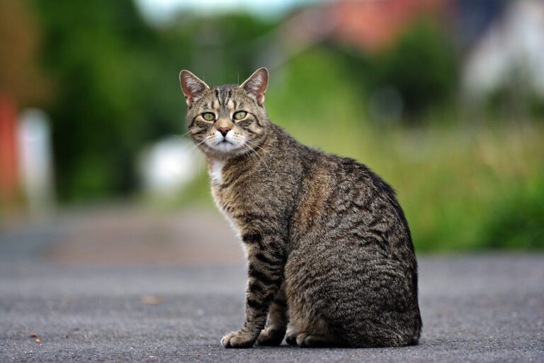 #Salud: Disparan con una ballesta a un gato y le clavan un dardo en el cuello