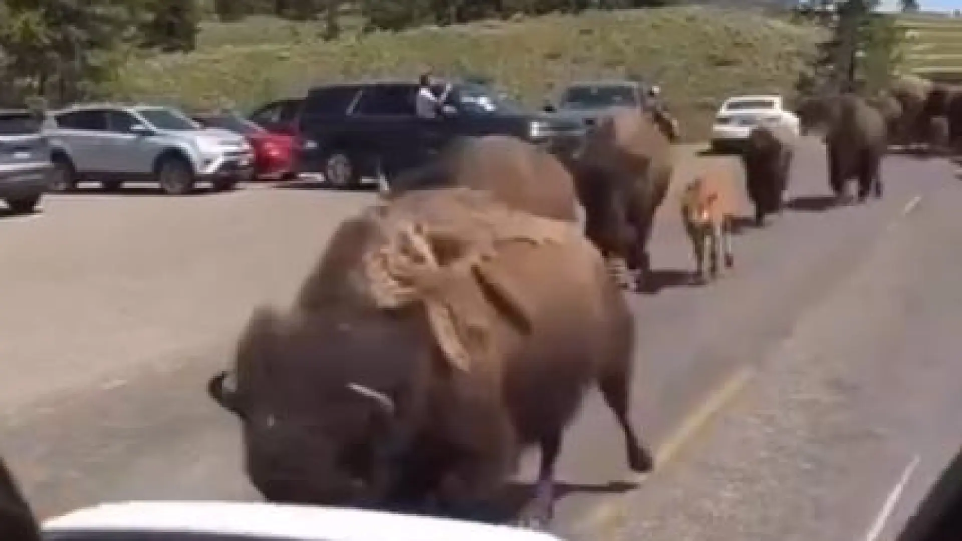 video-viral-sobre-la-supuesta-migracion-de-animales-de-yellowstone.jpeg