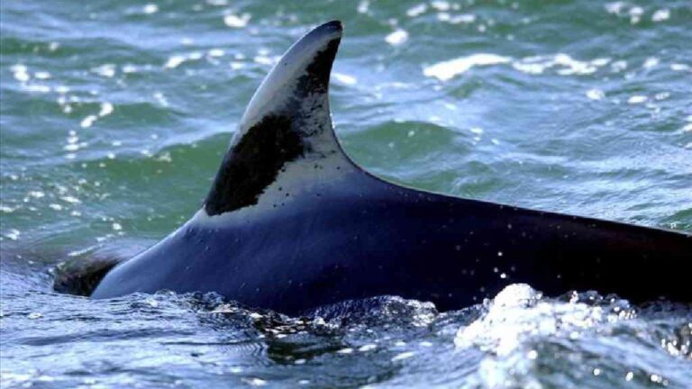 Ballena muere tras colisión con bote frente a costa de NJ