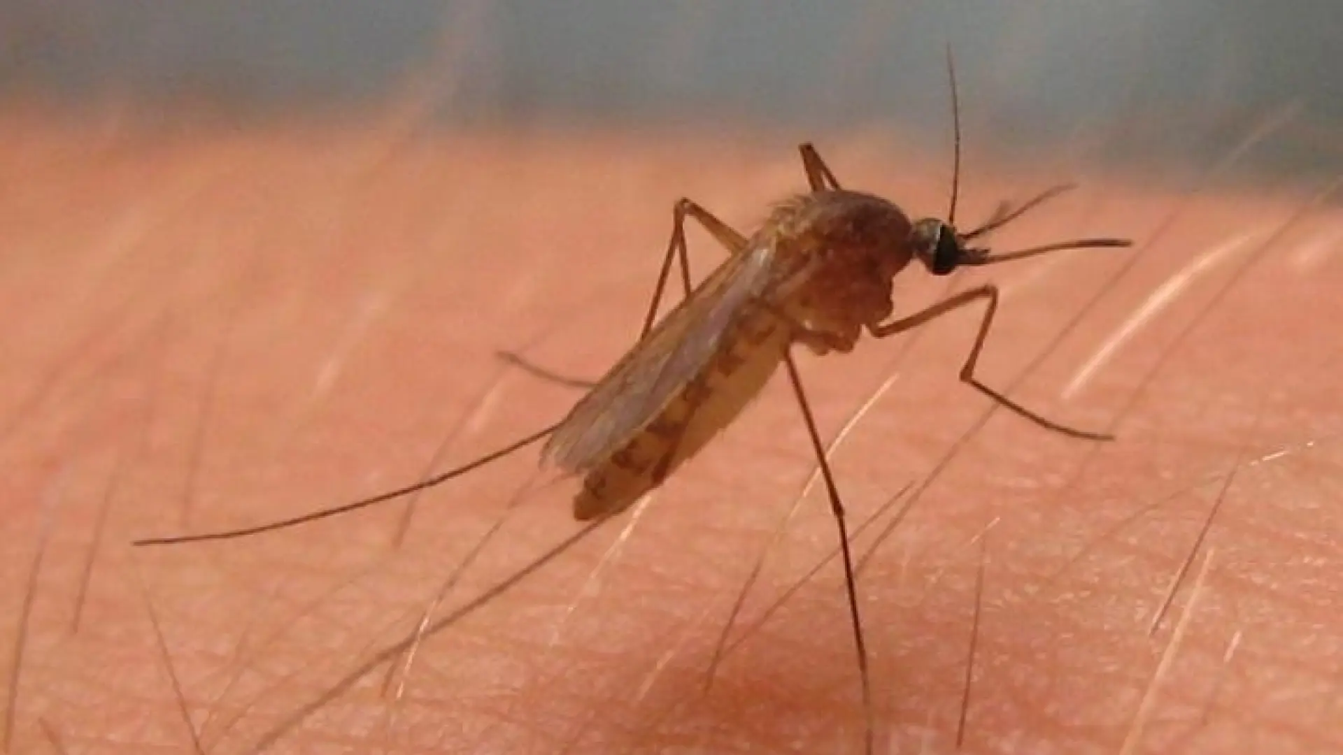culex-pipiens-mosquito-del-virus-del-nilo-occidental.jpeg