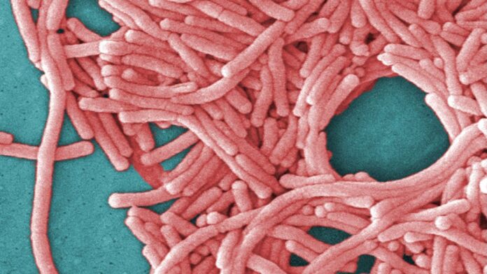 legionella-legionnaires-disease-id368131846448-apimages-21022019.jpeg