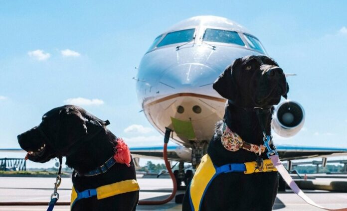 Italia-realiza-el-primer-vuelo-comercial-con-transporte-de-perros-de-gran-tamano.jpeg
