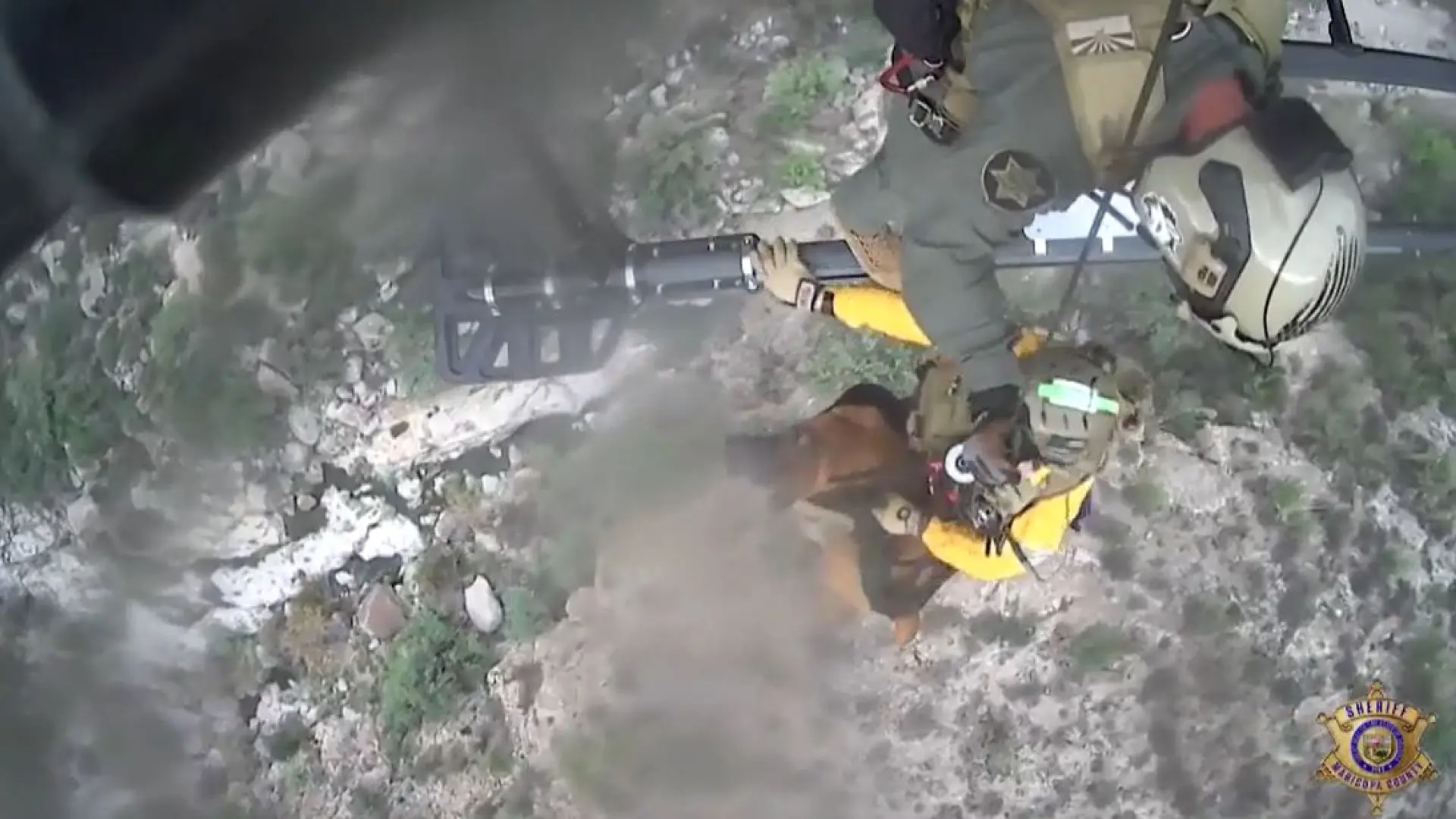 #Mundo:Así ha sido el rescate de película de un animal herido #FVDigital