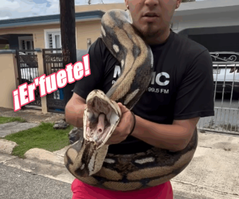 Agarran una pitón de 18 pies de largo en Puerto Rico (video)   #FVDigital