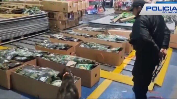Decomisan-en-Ecuador-38.000-gramos-de-cocaina-ocultos-en-carga-que-iba-a-Inglaterra.jpg