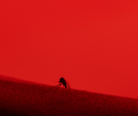 Picaduras-mosquitos-200x168.png