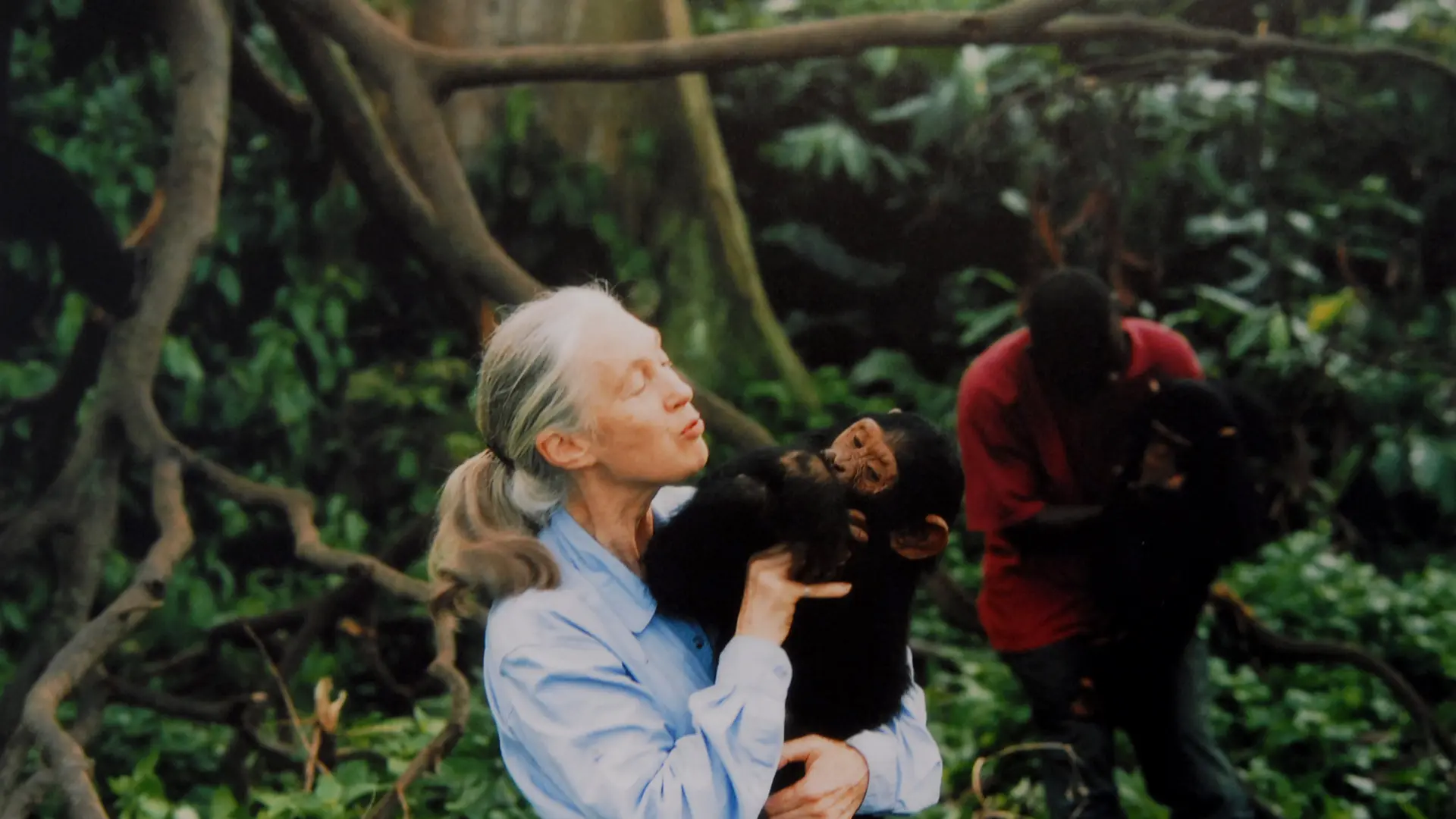 jane-goodall-con-un-chimpance-en-sus-brazos-1995.jpeg