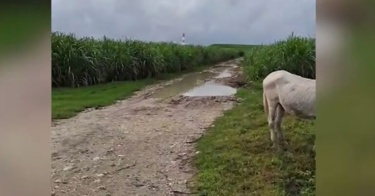 Muertes inexplicables en Nizao por ¿Punta Catalina? – #DeInteres   #FVDigital