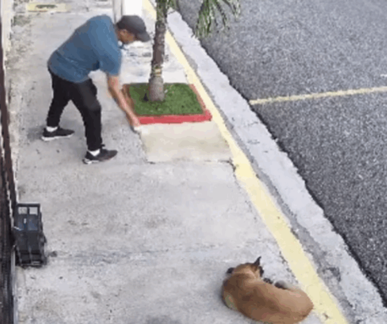 Denuncian envenenamiento de perros en Villa Mella (video) – #DeInteres   #FVDigital