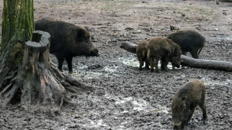 #Mundo:Sudáfrica suspende la entrada de carne de cerdo y otros derivados por la peste porcina #FVDigital