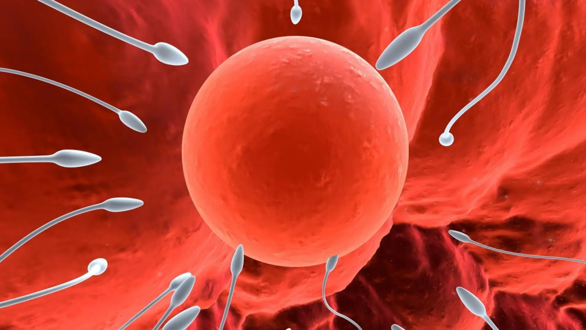 #Mundo:así fue posible que el esperma de un danés con genes “cancerígenos” llegara a 10 bebés españoles #FVDigital