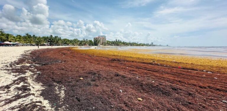 ONU aprueba más recursos para combatir el sargazo en RD – #DeInteres   #FVDigital