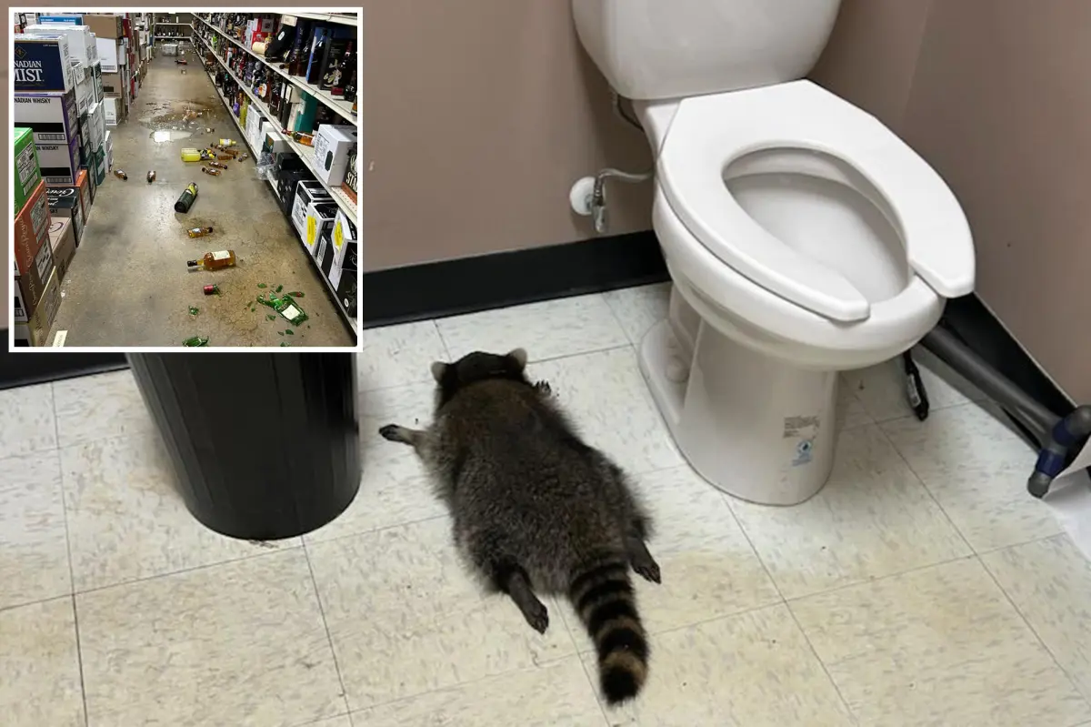 raccoon-breaks-liquor-store-destroys-116611041.jpg
