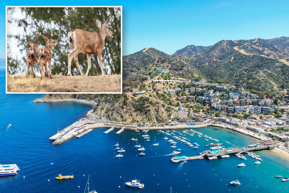 catalina-deer.jpg