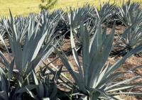 agave.png