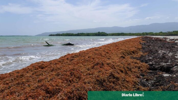 estiman-presencia-del-sargazo-a-finales-de-enero-en-el-caribe-7d6b9c77-focus-0-0-1200-675_wam.jpg