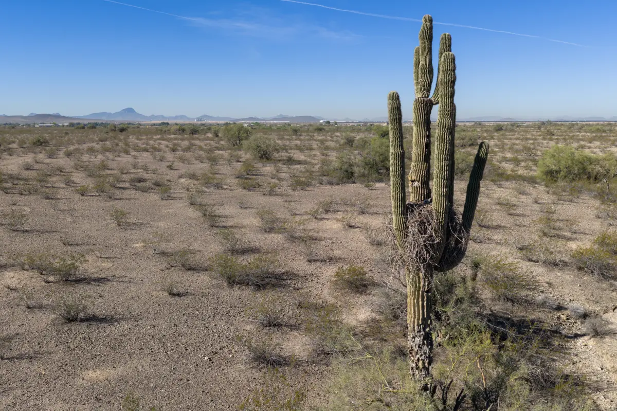 dried-saguaro-housing-great-horned-124023485.jpg