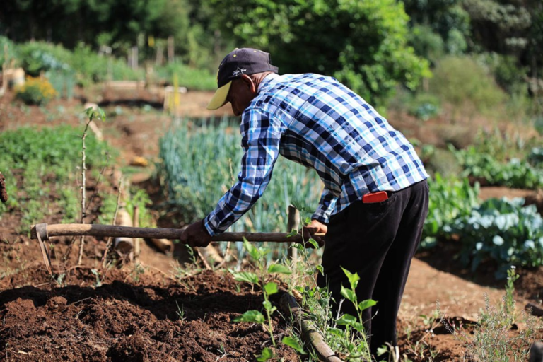 FEDA impulsa la siembra con más de 5.2 millones de plántulas y alcanza a millones de dominicanos #FVDigital