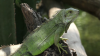 iguana.png