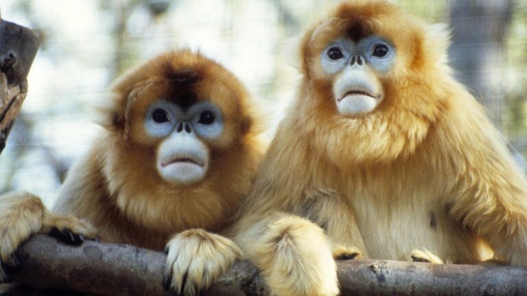 Nace en un zoológico de Francia un mono dorado, el primero fuera de Asia #FVDigital