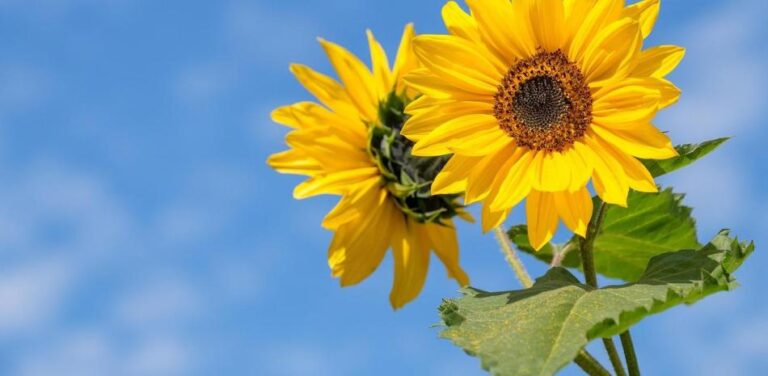 ¿Por qué se regalan flores amarillas el 21 de marzo? #FVDigital