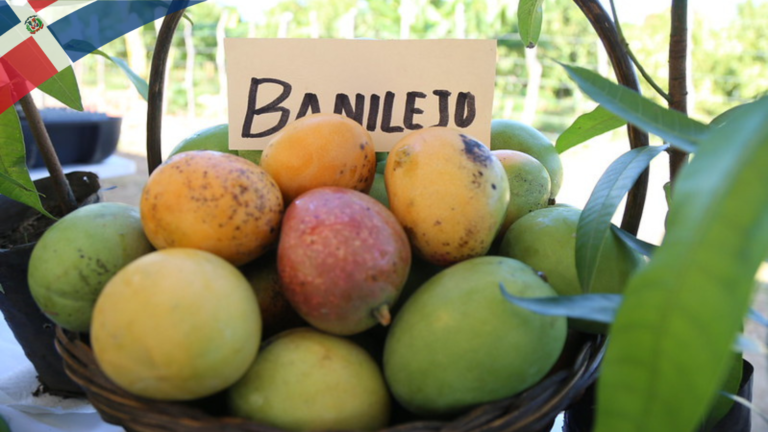 “La maravilla del mundo”: así describen el nuevo mango banilejo – #DeInteres   #FVDigital