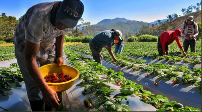 plataforma-impulsara-integracion-a-mercados-para-millones-de-agricultores-en-lat-20260415-014322-Chm.png