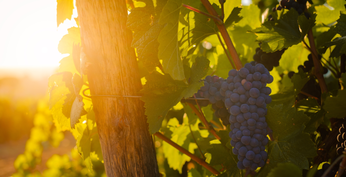 Uvas.jpg