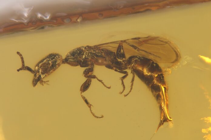 amber-fossil-of-the-gwesped-pi.jpg