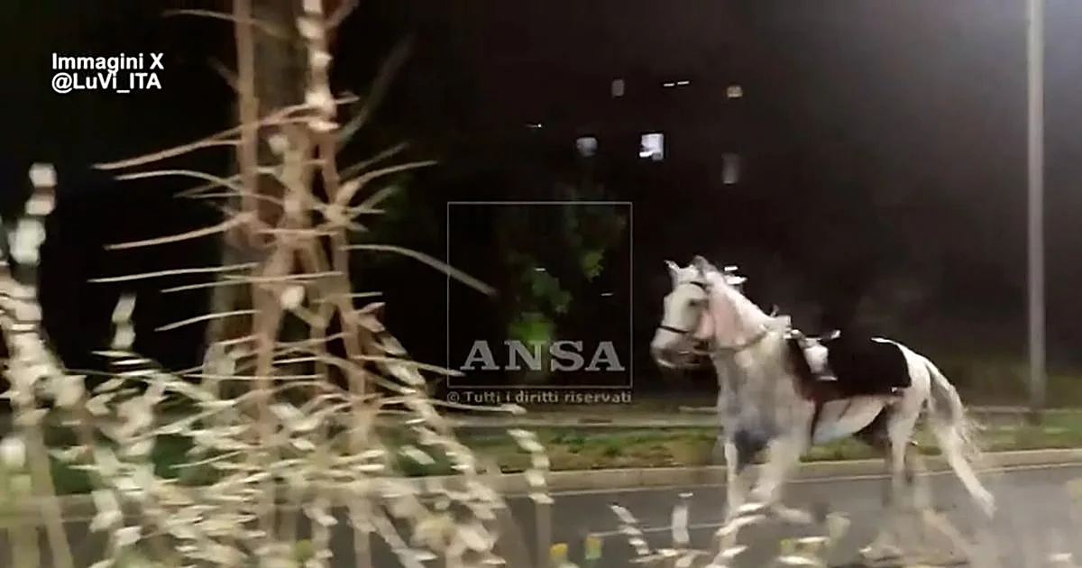 caballos-kWYC-1200x630@diario_abc.jpg