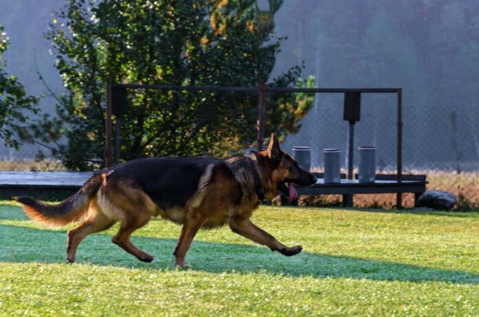 happy-german-shepherd-running-playing-field.jpg