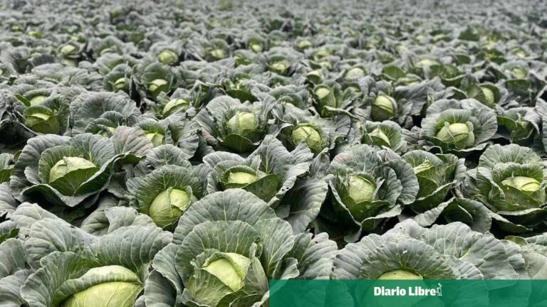 Intervención del Gobierno solicitada por agricultores de Constanza
