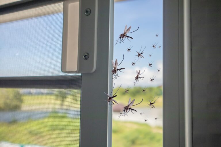 #Salud: Ni velas ni repelentes: la planta que perfuma tu hogar y espanta los mosquitos en verano