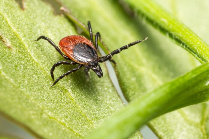 Detectan-en-Nueva-York-una-rara-enfermedad-transmitida-por-garrapatas-que-preocupa-a-los-medicos.jpg