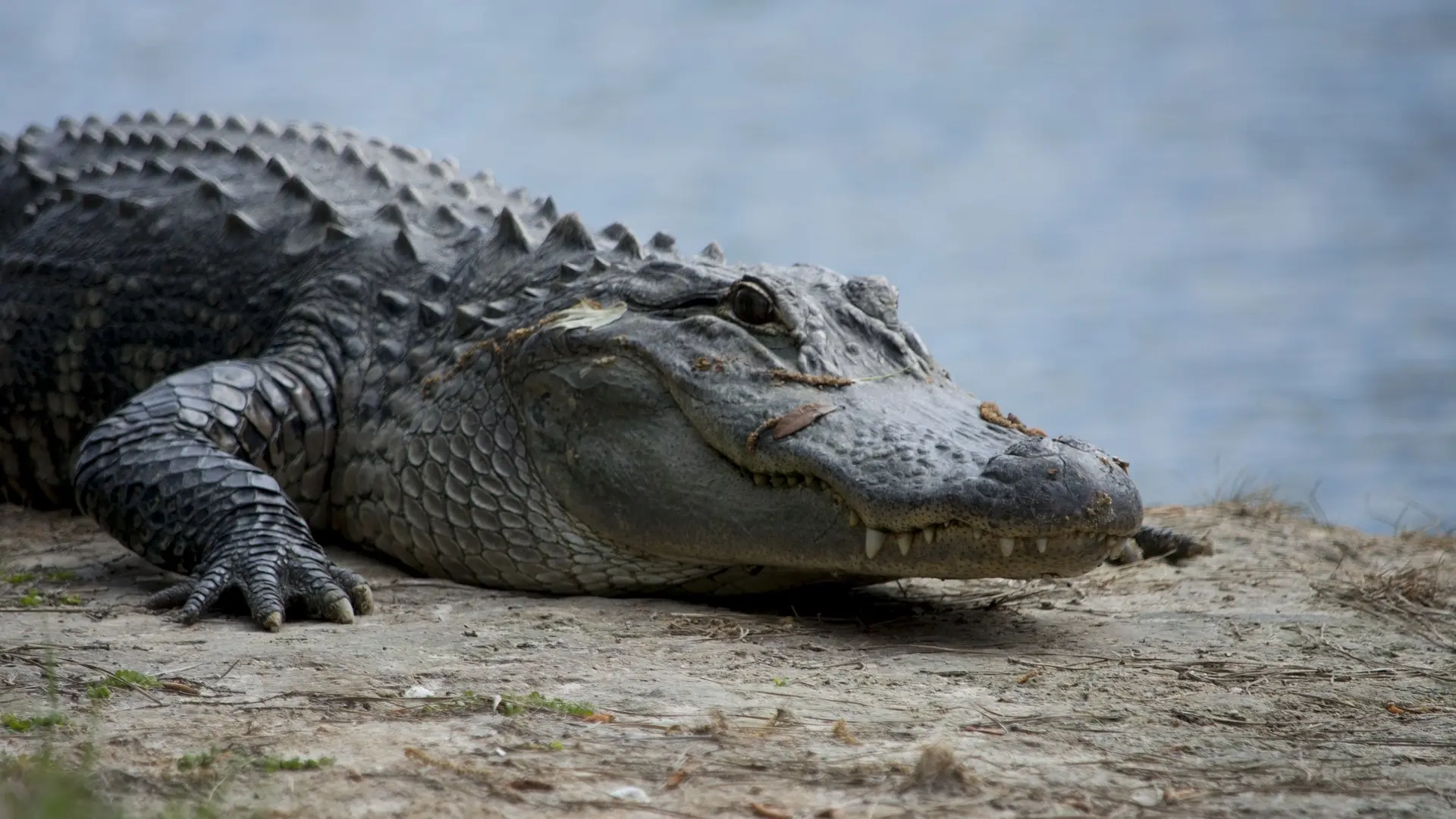 caiman.jpeg