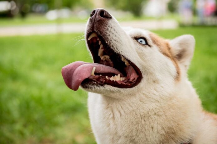lindo-perro-husky-parque.jpg